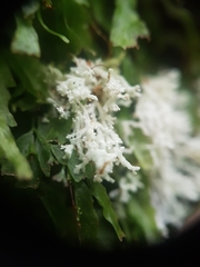 Roccellinastrum neglectum