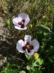 Papaver somniferum setigerum