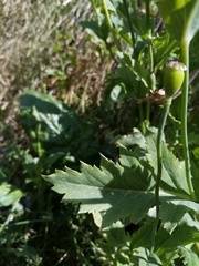 Papaver somniferum setigerum