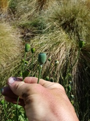 Papaver somniferum setigerum