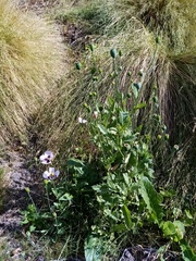 Papaver somniferum setigerum