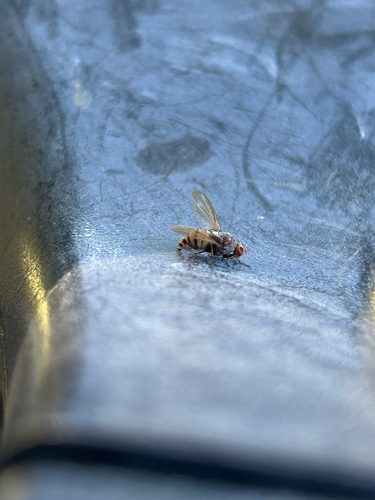 Unknown species found near Terrace Ave NE, Atlanta, GA, US