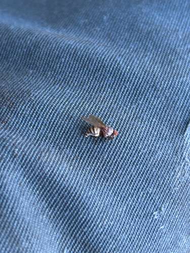 Unknown species found near Terrace Ave NE, Atlanta, GA, US