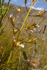 Eulophia tristis