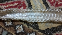 Psammophis schokari