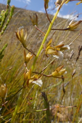 Eulophia tristis