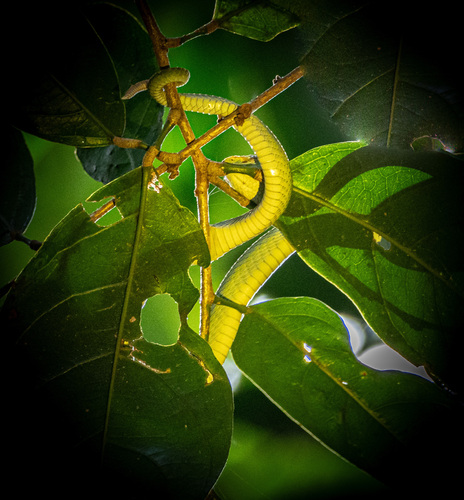 Bornean Keeled Pit Viper