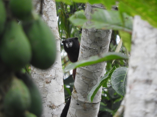 Red-mantled Saddle-back Tamarin