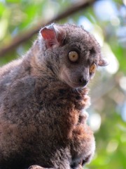 Lepilemur randrianasoloi