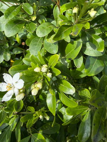 Choisya ternata