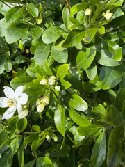 Choisya ternata