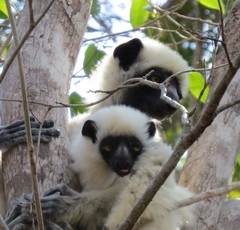 Propithecus deckenii