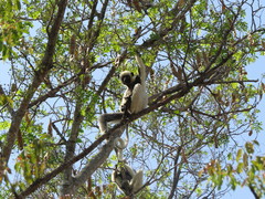 Propithecus deckenii