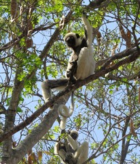 Propithecus deckenii