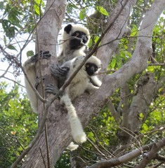 Propithecus deckenii