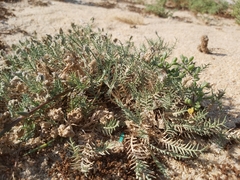 Aeluropus lagopoides