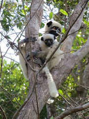 Propithecus deckenii