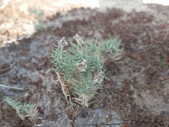 Aeluropus lagopoides