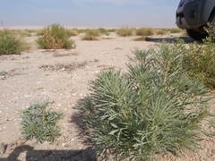 Reseda muricata