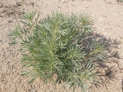 Reseda muricata