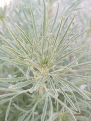 Reseda muricata