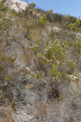 Serruria balanocephala