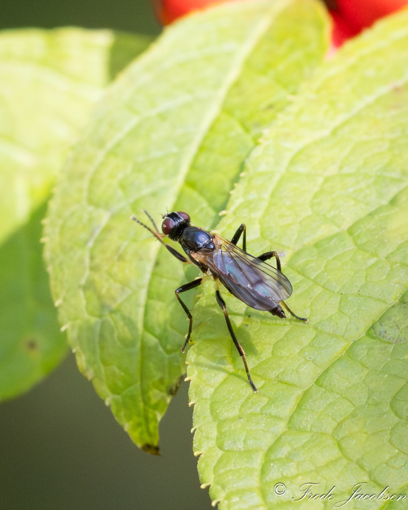 Cordilura deceptiva