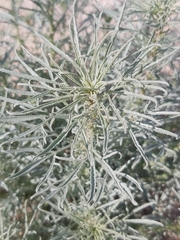 Reseda muricata