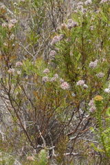 Serruria balanocephala