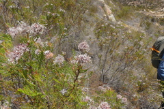 Serruria balanocephala