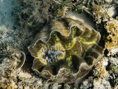 Hippopus porcellanus