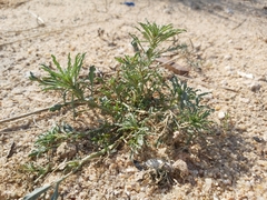 Reseda muricata