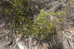 Lachnaea penicillata