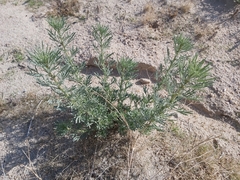 Reseda muricata