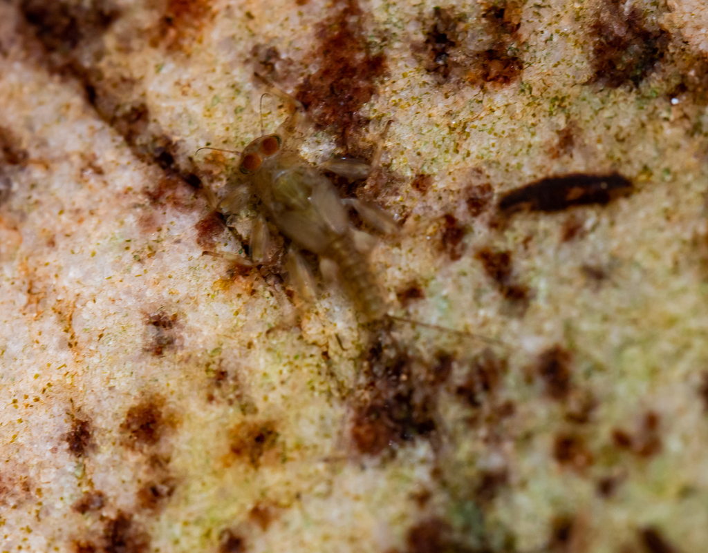Spiny-backed Crawlers