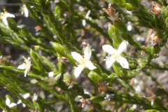 Lachnaea penicillata