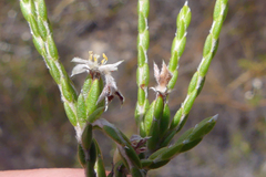 Lachnaea penicillata