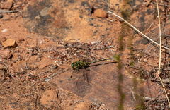 Ceratogomphus pictus