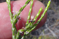Lachnaea penicillata