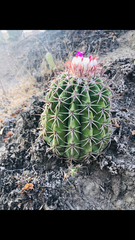 Melocactus curvispinus