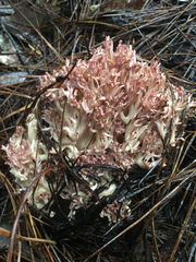 Ramaria botrytis