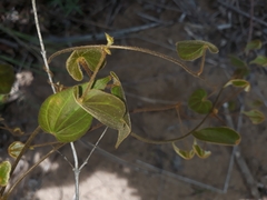 Dioscorea ovinala