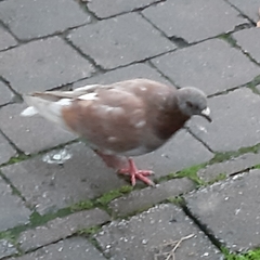 Columba livia domestica