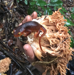 Taricha sierrae
