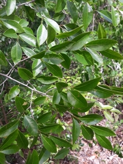 Margaritaria