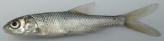 Labeobarbus kimberleyensis