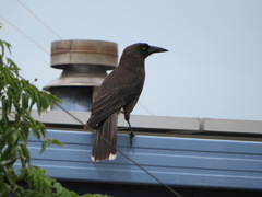 Strepera versicolor melanoptera