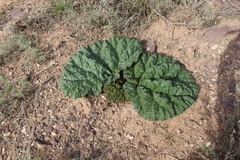 Rheum tataricum