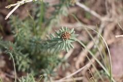 Pseudosedum lievenii