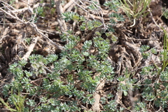 Thalictrum isopyroides